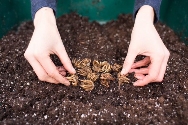 Žltohlavce majú pomerne dlhé vegetačné obdobie. Ak sa chcete priblížiť ku kvitnutiu, môžete ich zasadiť skoro na jar a vyklíčiť na chladnom parapete.