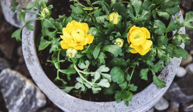 Ranunculus dobre rastú na pôdach rôzneho chemického a granulometrického zloženia, hoci uprednostňujú úrodné pôdy s neutrálnou reakciou.