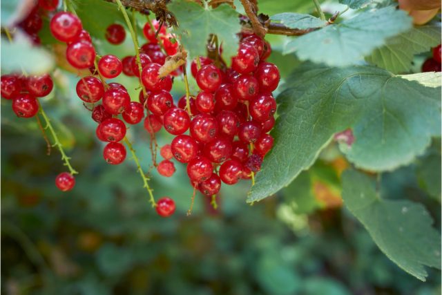 Hoci je červená ríbezľa (Ribes rubrum) menej obľúbená ako čierna ríbezľa, má mnoho výhod.