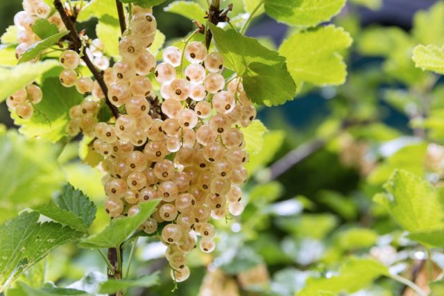 Biela ríbezľa (Ribes rubrum) - odroda červenej ríbezle, ktorá sa v amatérskych záhradách vyskytuje ešte menej často ako jej pestrofarebná príbuzná. Jeho bobule sú však menej kyslé a obsah pektínu je vyšší.