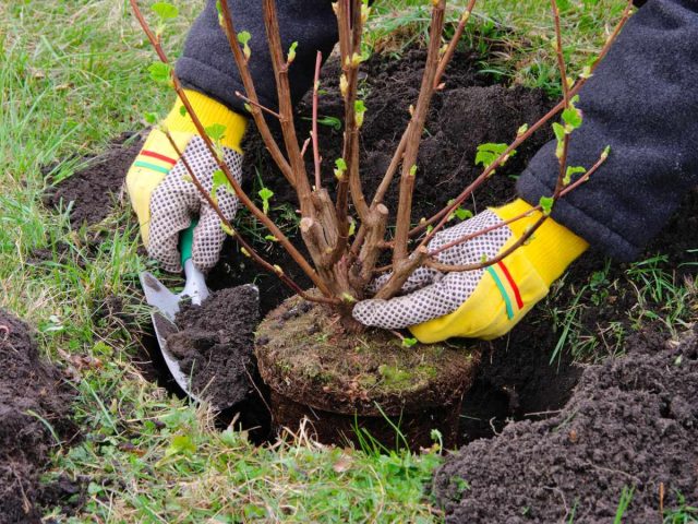 Krík sa vysadí o 5-8 cm hlbšie, ako rástol v škôlke, aby sa v spodnej časti výhonku vytvorili ďalšie adventívne korene.