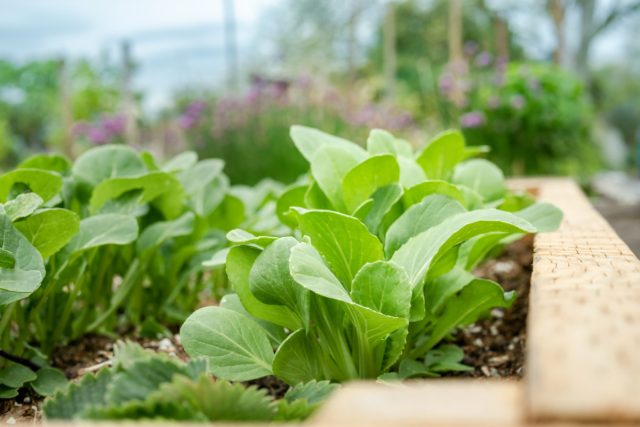 Tí, ktorí skúsili pestovať listovú kapustu (bok choy, pekingskú kapustu) na začiatku leta, vedia, aké je to neperspektívne. Kapusta po tom, čo jej narastú 3 alebo 4 frivolné listy, vyhodí kvitnúcu šípku.