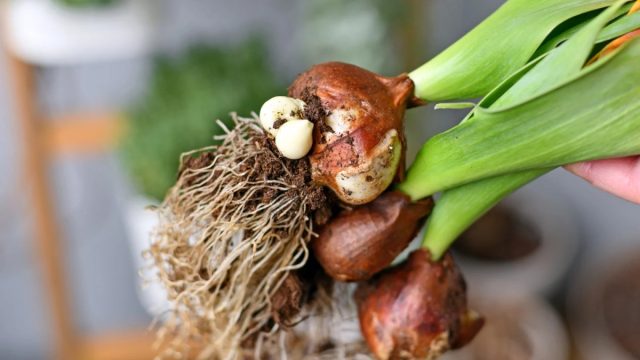 Pre trpezlivých a nadšených milovníkov gladiol je však pestovanie týchto kvetov z trsov skvelým spôsobom, ako obnoviť a zachovať najkrajšie a najvzácnejšie odrody.