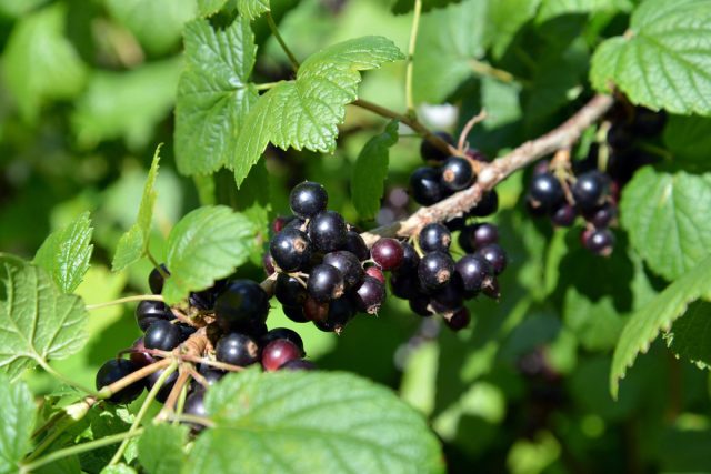 Čierne ríbezle (Ribes nigrum) sú jednou z najobľúbenejších a najobľúbenejších bobuľovitých plodín. Je cenená pre svoju nenáročnosť, rýchlu plodnosť, výnos a vynikajúcu chuť.